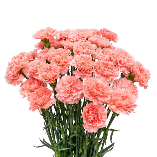 Carnations select