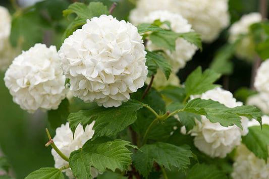 Hydrangea White