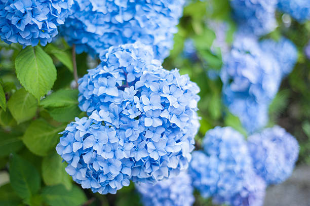 Hydrangea Blue