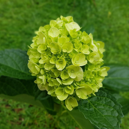 hydrangea mini mojito