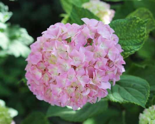 Hydrangea soft pink